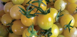 10 Pcs Lemon Drop Cherry Tomato Seeds #MNHG - $16.50