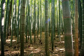 50 Gua Duo Zhu Bamboo Seeds Privacy Climbing Garden Clumping Shade Scree... - $11.78