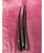 3 Gemsbok Horns Polished, 3 Polished Oryx Horns Average Size: 34 inches ... - $2,363.40 MXN