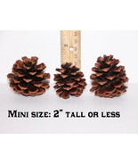 Lot of 25 - PONDEROSA Pine Cones Oregon Organic Pinecones MINI SIZE 2&quot; o... - $21.40