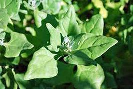 Spinach Seed, New Zealand, Heirloom, Non GMO, 25 Seeds, Tasty Spinach - £2.38 GBP
