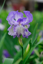 50 Lipstick Iris Flower Seeds Kw91009 34 Fresh USA Shipping - $17.96