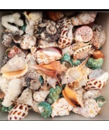 200g natural conch shell  fish tank aquarium  landscaping beautiful DIY ... - £5.84 GBP