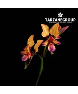 DIURIS MAGNIFICA AUSTRALIAN TERRESTRIAL ORCHID TUBER - $65.00