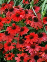 50 Sombreo Red Coneflower Seeds Echinacea Flower Flowers Seed 1389Garden... - $15.98