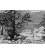 Tree by the GRAND CANYON AZ B&amp;W Photo Picture Print 4X6&quot;, 5X7&quot;, 8X10&quot;, 8... - £7.12 GBP+