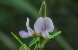 Codariocalyx motorius Dancing Plant Telegraph | Semaphore 20_Seeds_Tera ... - $15.99