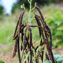 Mung Bean Seeds - Premium Black Variety, Non-GMO, Organic, Choose Quantity (50/2 - £3.92 GBP
