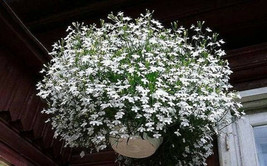 Lobelia White Trailing Flower Ground Cover &amp; Hanging Basket Plant 100 Seeds - £4.68 GBP