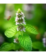 Lemon Balm Tincture - $644.37 MXN