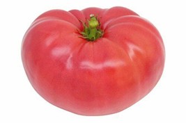 Tomato Ponderosa Pink Heirloom Vegetable By Seed Kingdom 2000 Seeds Fresh Garden - £23.69 GBP