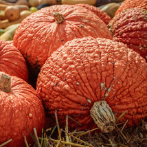 PWO 25+ Red Warty Thing Pumpkin Seeds For Garden Planting - Usa - ! - £4.91 GBP