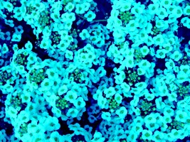 Teal Alyssum Seeds Carpet Flower Sweet Flowers Seed Flowers Brassicaceae... - $1.99