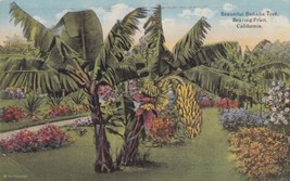 Banana Tree Bearing Fruit California CA Postcard  - £2.38 GBP