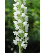 20 Rattlesnake Orchid root system perennial - €23,57 EUR