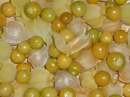 Ground Cherry Aunt Molly - 20+ seeds - So 023 - £2.35 GBP