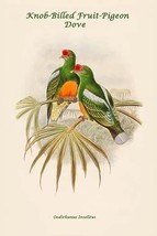 Oedirhunus Insolitus - Knob-Billed Fruit-Pigeon - Dove 20 x 30 Poster - $25.98