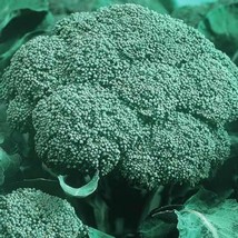 Broccoli Green Sprouting Calabrese Organic Pure Seed 500 Seeds - $7.96