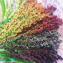 Rainbow Colors Broom Corn Seeds-125+ Count Packet-Sorghum Mixed Color Gardening  - $31.92