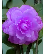 Camellia Purple Fresh Fast Shipping - $17.33 CAD
