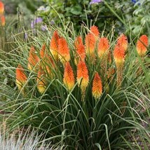 BPA 25 Backdrop Torch LilyPoker Flower Seeds Perennial Seeds 820 Easy Grow - $13.78 CAD