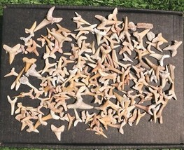Fossil Shark Teeth Assortment– Genuine Prehistoric Teeth for Collectors ... - €29,84 EUR