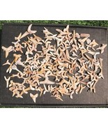 Fossil Shark Teeth Assortment– Genuine Prehistoric Teeth for Collectors ... - $34.65