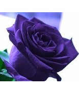 Osiria Rose Gorgeous Flower,Abracadabra Rose Lover Rose Seed Planting 10... - $8.81