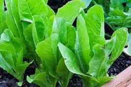 ArfanJaya Lettuce Garden Collection Heirloom Seeds 6 Top Varieties - £13.18 GBP