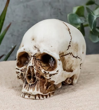 Small Half Jaw Homo Sapiens Skull Figurine Miniature Skull Cranium Sculpture - £10.84 GBP