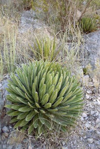 Agave Victoria Reginae Bustamante Succulent Plant Garden Seed 15 Seeds F... - $305.63 MXN