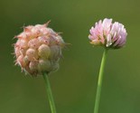 Sale 300 Seeds Strawberry Headed Clover Palestine Trifolium Fragiferum P... - $9.90