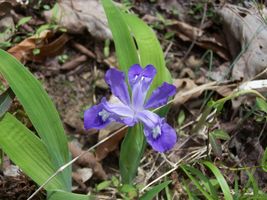 5 Crested Iris,wild iris roots,Iris cristata image 3