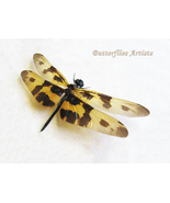 Variegated Flutterer Rhyothemis Variegata Dragonfly Odonata Framed Shado... - €74,25 EUR