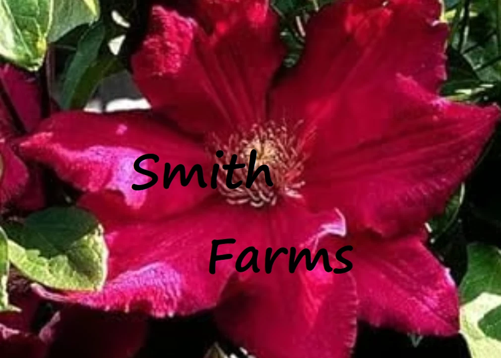 25+ Seeds Red Clematis Flowers Climbing Vine Bush Plant Garden Landscaping - $6.94