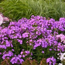 100 Cover Girl Phlox Seeds Planting USA Shipping - $9.96