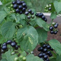 US Seller Garden Huckleberry Seeds Solanum Melanocerasum 30 Seeds Fast Shipping - $22.95