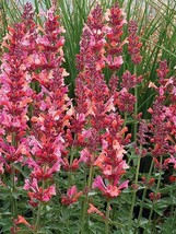 100 pcs Coral Hyssop Seed Agastache Perennial Flower Seed Flowers - £8.97 GBP