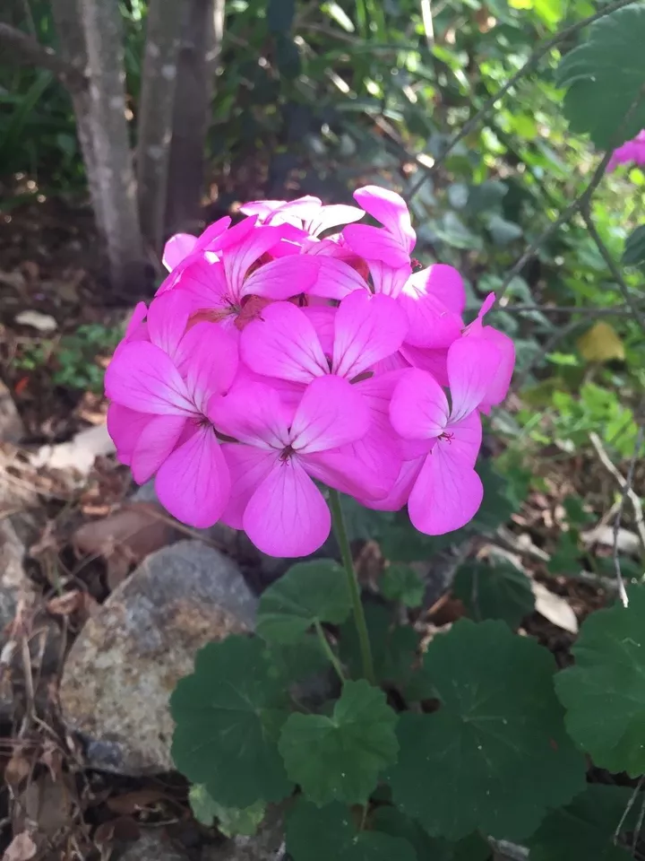 PURPLE PINK PELARGONIUM ZONAL GERANIUM FRESH LIVE PLANT 8 X 6&quot; STARTER C... - £19.25 GBP