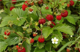 THJAR 100 Alpine Strawberry Fragaria Vesca Fruit White Flower Seeds - £13.41 GBP