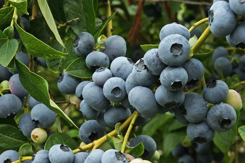 1 Patriot blueberry rooted plant. zones 5-8.. Self-pollinating - $35.63