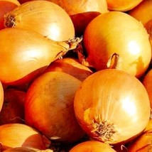 SRN Utah Yellow Sweet Spanish Onion Seeds Non-Gmo Onion Seeds Heirloom G... - $8.95