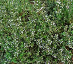 1000 Seeds Herb Common Thyme True Winter Thyme Perennial Kitchen Garden - £7.13 GBP