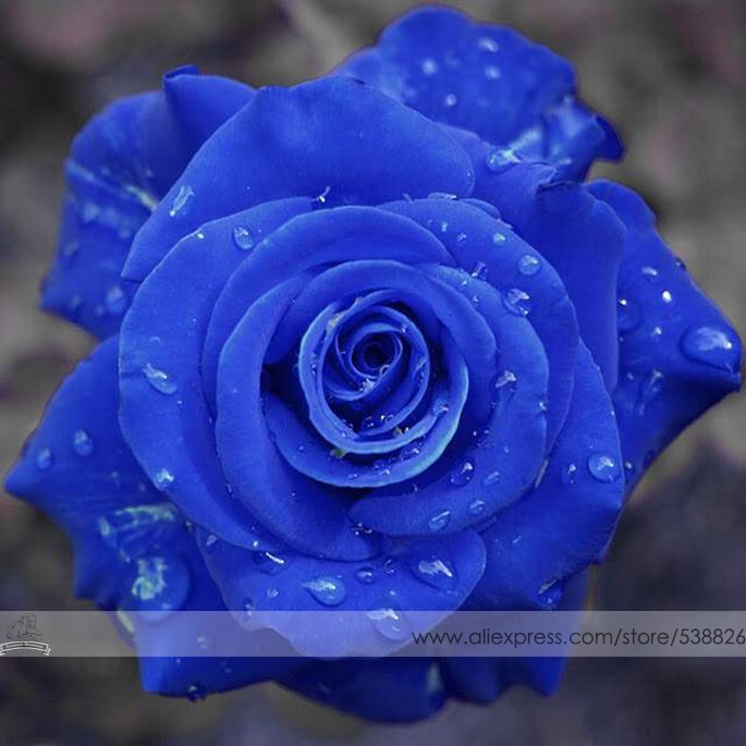 50 Seeds New Wild Blue Rose Plant Seed Strong Fragrant Flowers 50 Seeds - $7.99