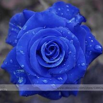 50 Seeds New Wild Blue Rose Plant Seed Strong Fragrant Flowers 50 Seeds - $7.99
