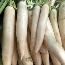 AW Daikon Radish Deer Food Plot Extremely Large Radish Japanese Horserad... - $8.99