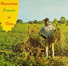 1980s Postcard Peanut Harvesting Dixie County Florida Unposted Vintage 2... - $19.99