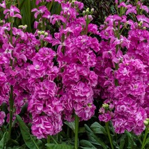 50 Stock Seeds Mime Pink Cut Flower Variety Gardening USA Shipping - $13.25