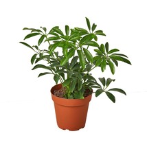 Schefflera Arboricola &#39;Umbrella&#39;-4&quot; Pot - $528.89 MXN