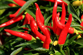 HS 300 Thin Cayenne Pepper Hot Chili Long Green Red Slim Capsicum Vegetable Seed - $3.60